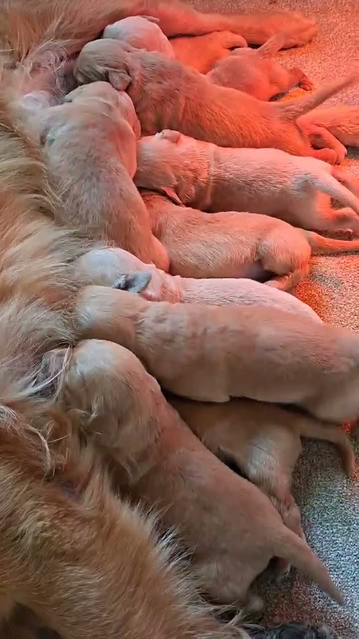Golden Retriever dogs for sale: KC registered golden retriever pups  - Video 2