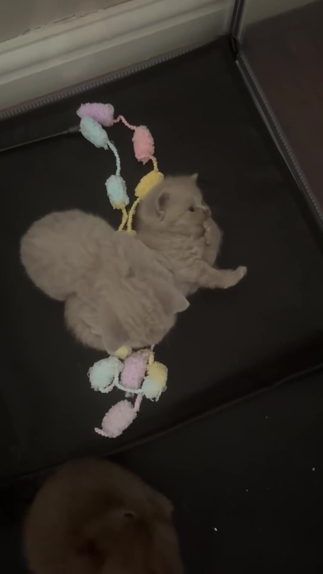 British Shorthair cats for sale:  British short hair Kitten - Video 1