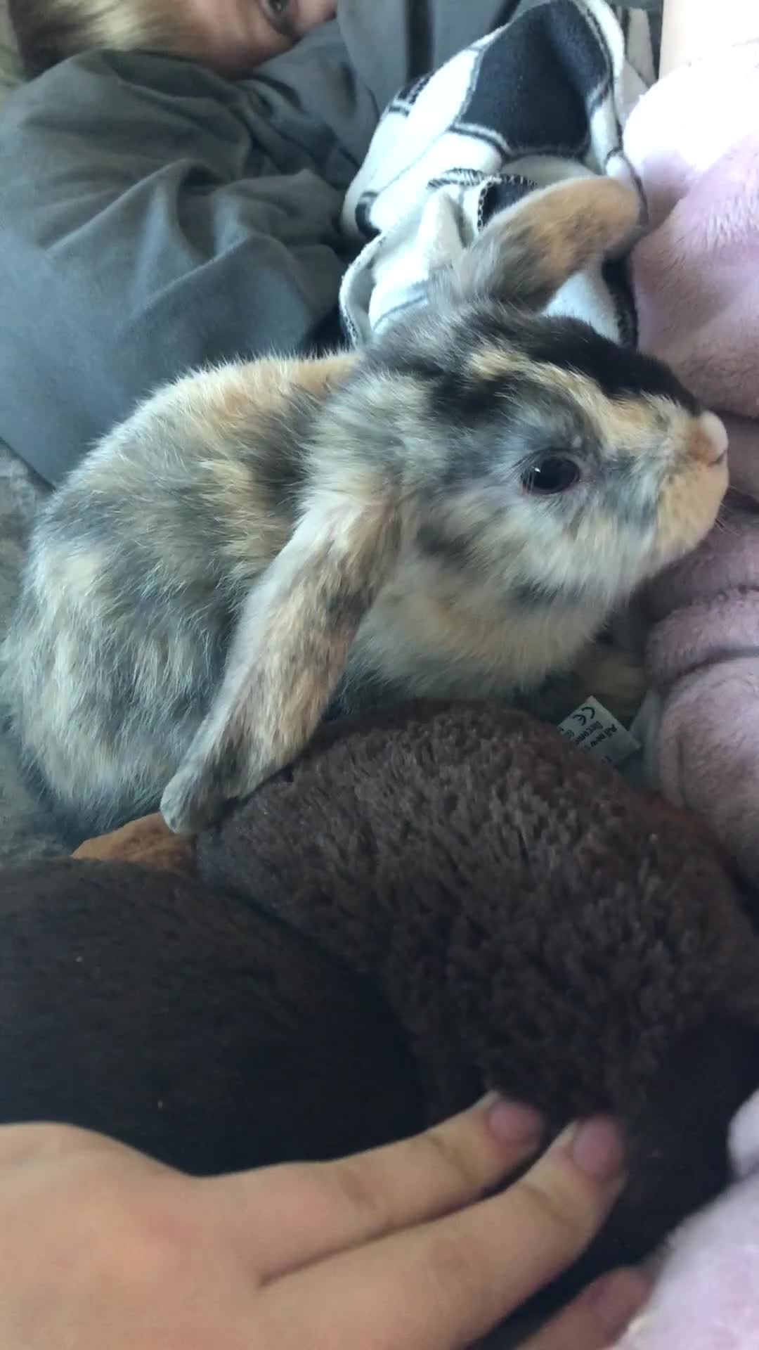 Dutch rabbits for sale: Crossbreed Rabbit  - Video 1