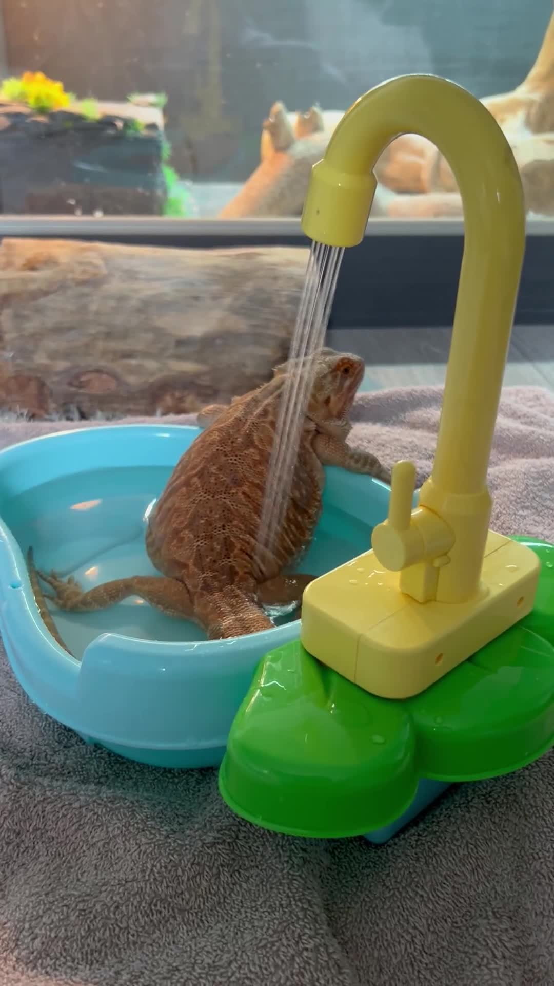 Bearded Dragon reptiles for sale: Orange hypo blue bar female dragon with set up - Video 1