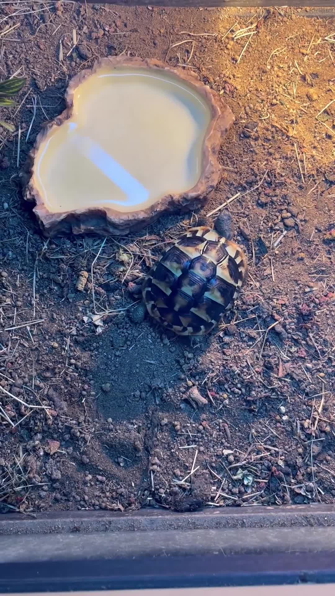 Hermann Tortoise reptiles for sale: Herman’s tortoise - Video 1