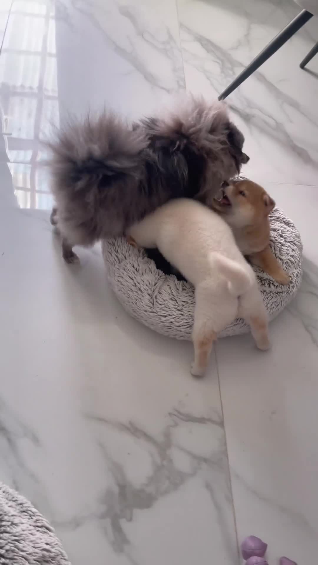 Japanese Shiba Inu dogs for sale: KC registered Japanese Shiba Inu puppies - Video 1