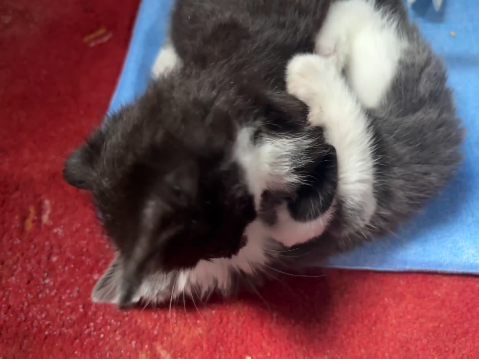 Domestic Shorthair cats for sale: Sweet Little Kittens Looking for New Loving Homes in Birmingham - Video 1