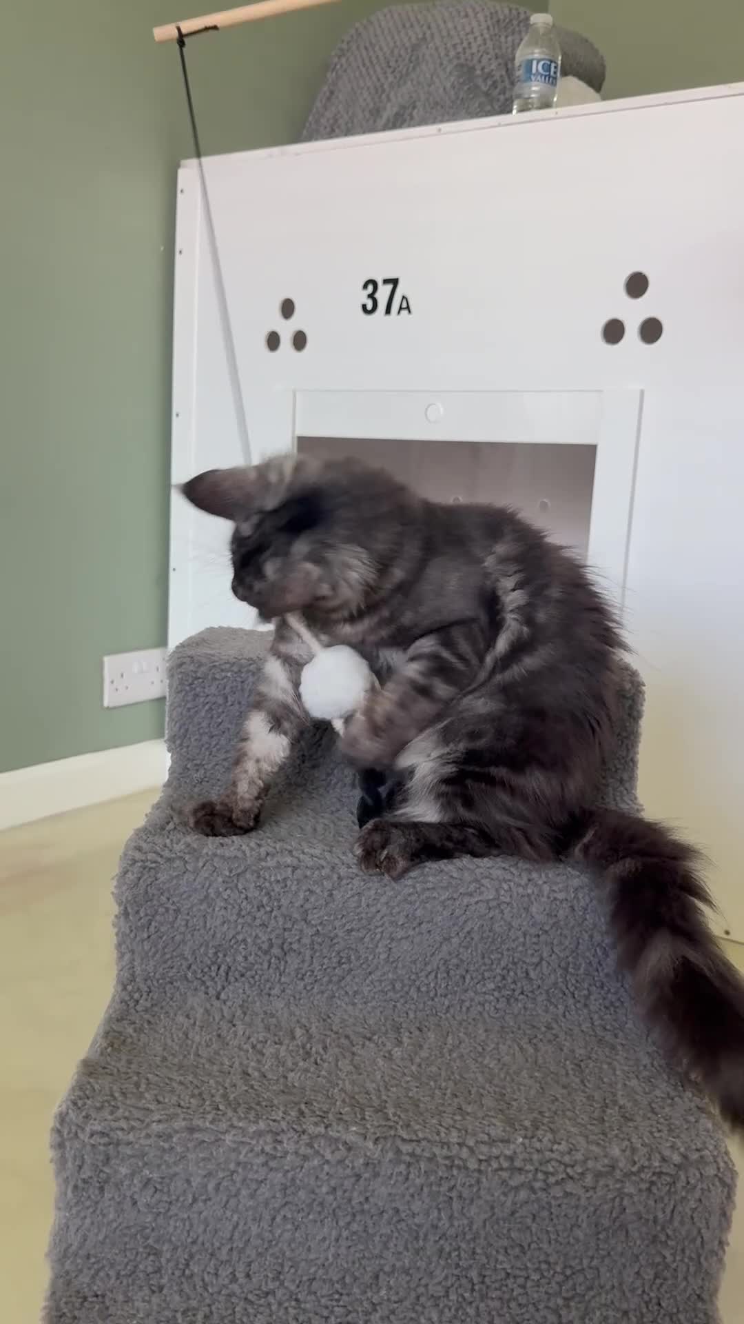 Maine Coon cats for sale: ONLY 3 TICA REG GIRLS LEFT FROM LICENSED BREEDERS - Video 2