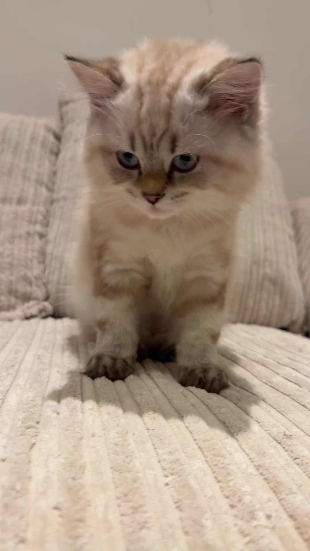 British Longhair cats for sale: British long hair  - Video 1