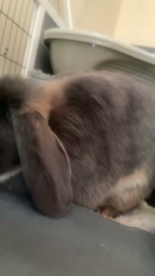 Dwarf Lop rabbits for sale: Gorgeous Dwarf Lop Bunny  in Wellingborough - Video 1