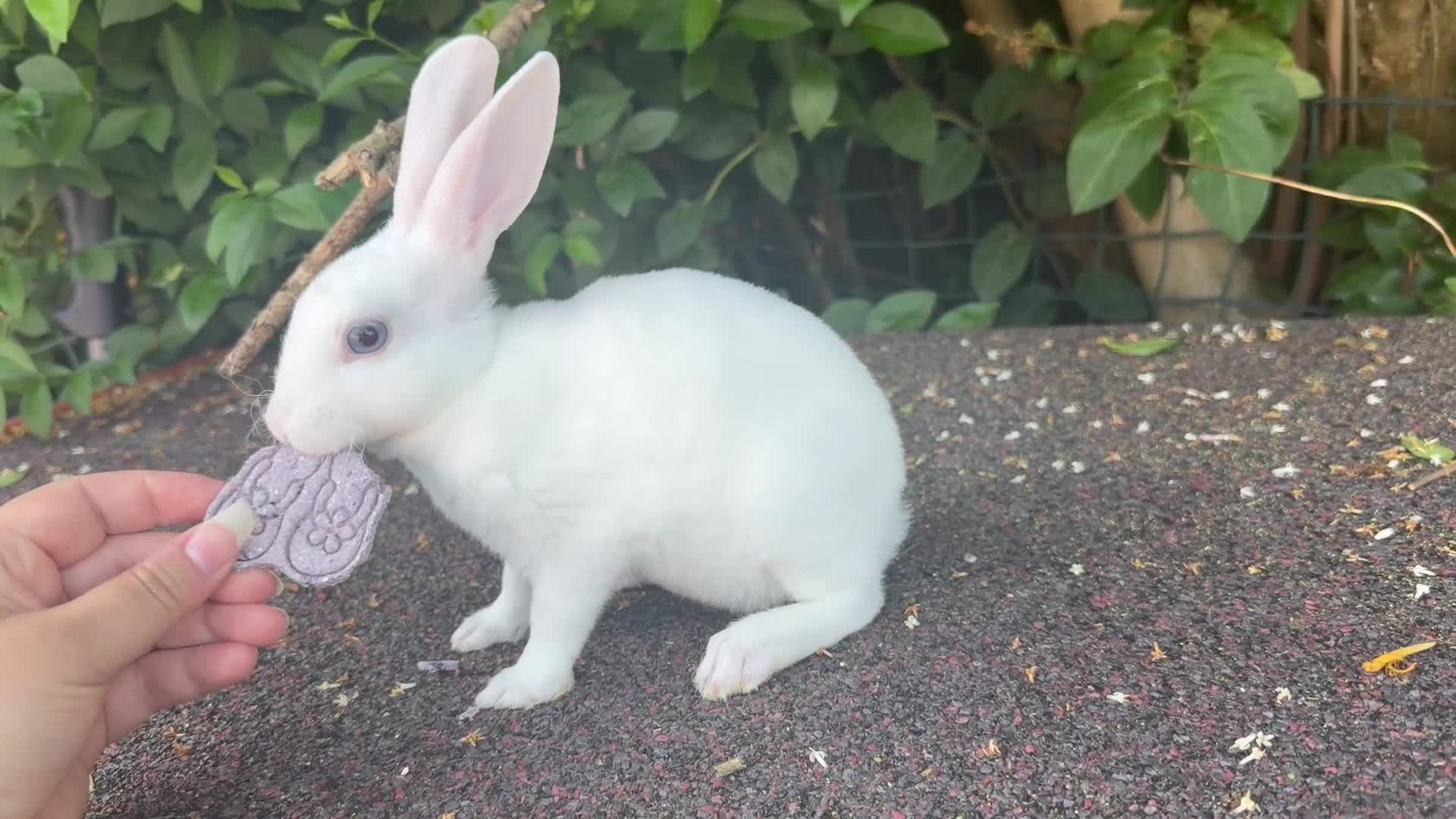 Rex rabbits for sale: stunning blue eyed mini rex baby girl ready now - Video 1