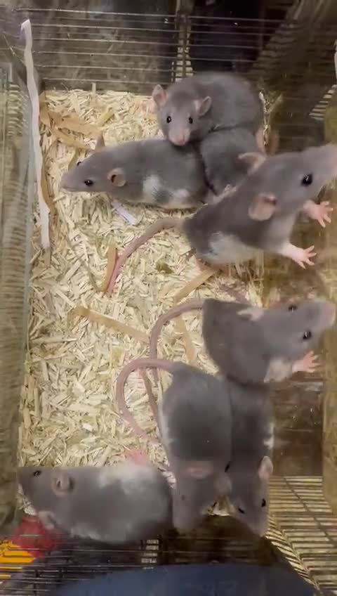 Rat rodents for sale: Gorgeous baby rats dwarf and full size Sheffield - Video 1