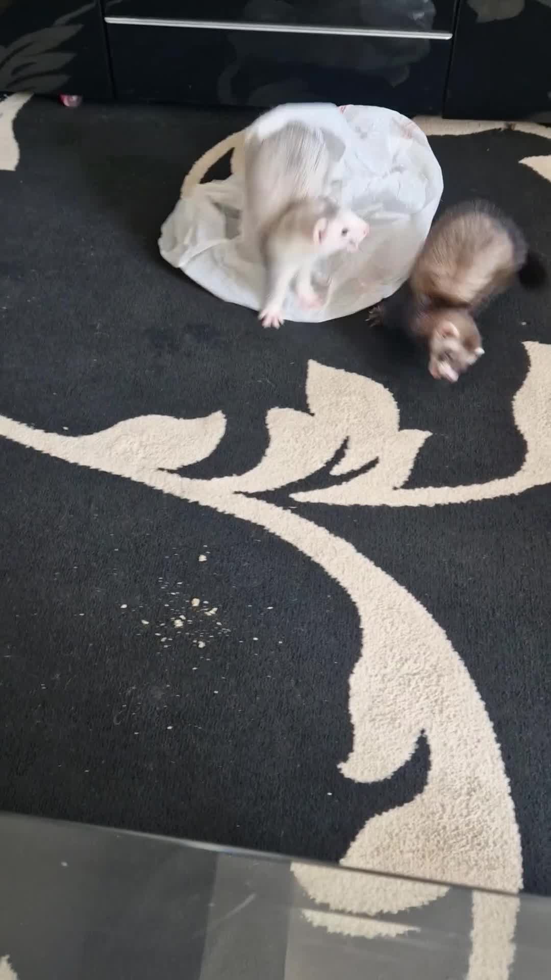 Ferret rodents for sale: 2 ferrets in Halstead - Video 1