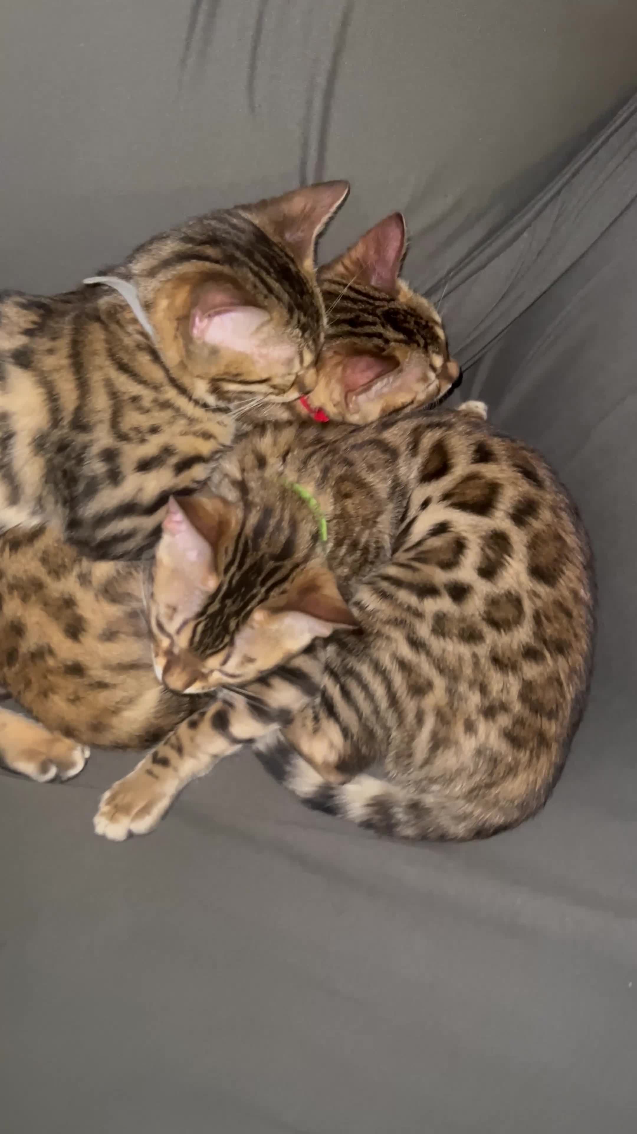Bengal cats for sale: Stunning bengal cats in Chigwell - Video 5