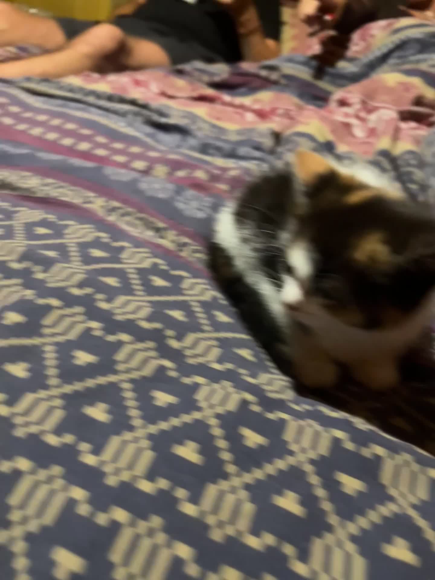 British Shorthair cats for sale: Beautiful kitten  - Video 1