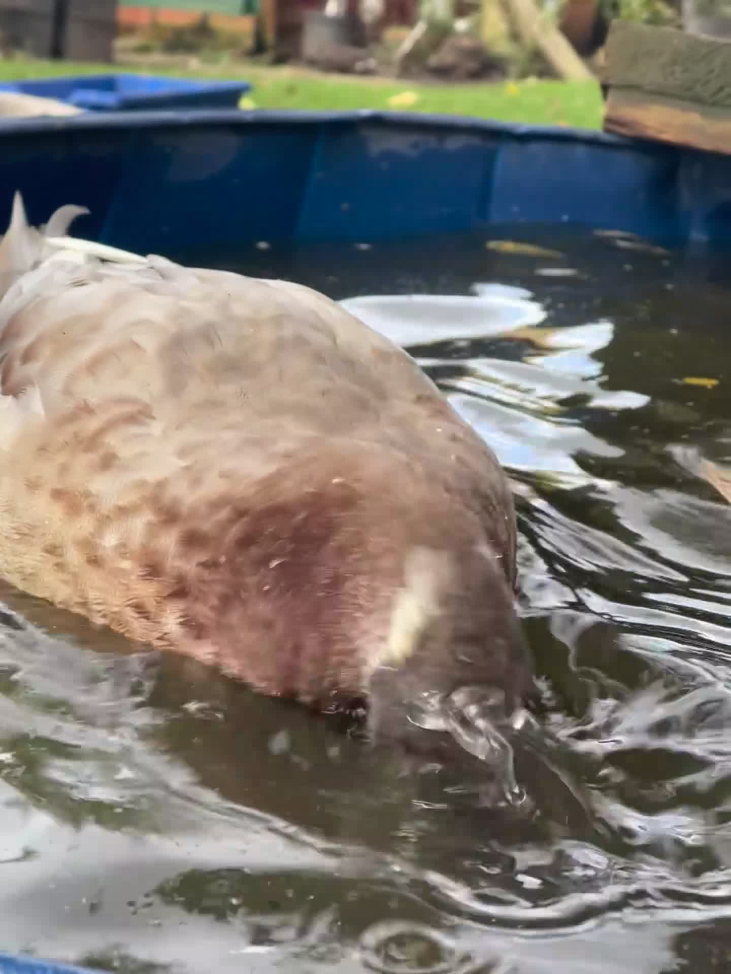 Ducks poultry for sale: Drake duck for sale - Video 1