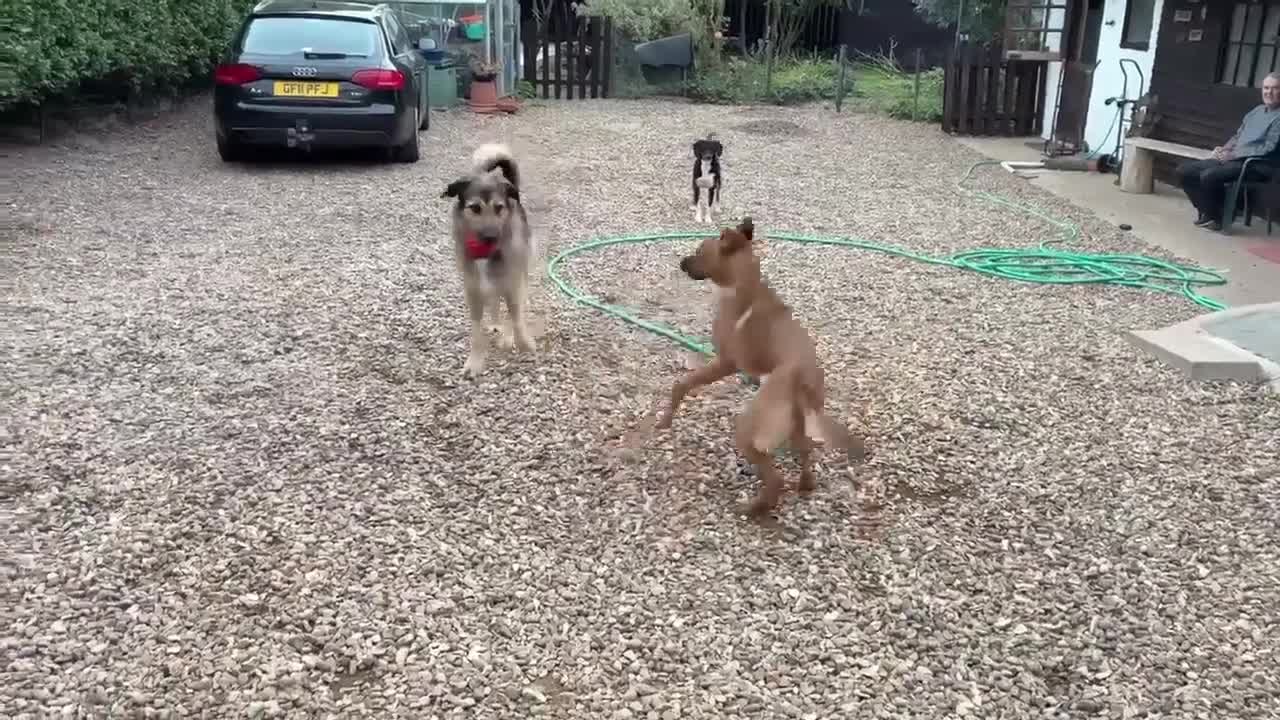 Mixed Breed dogs for adoption: Sasha with a zest for life  - Video 2