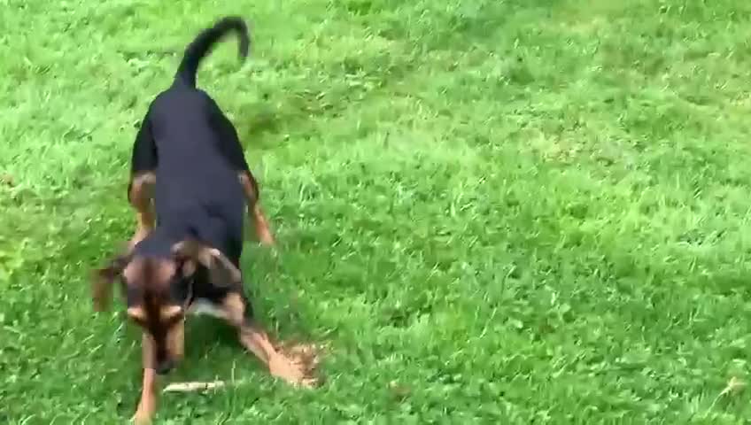 Mixed Breed dogs for adoption: Toyah Sweet gentle small girl - Video 2