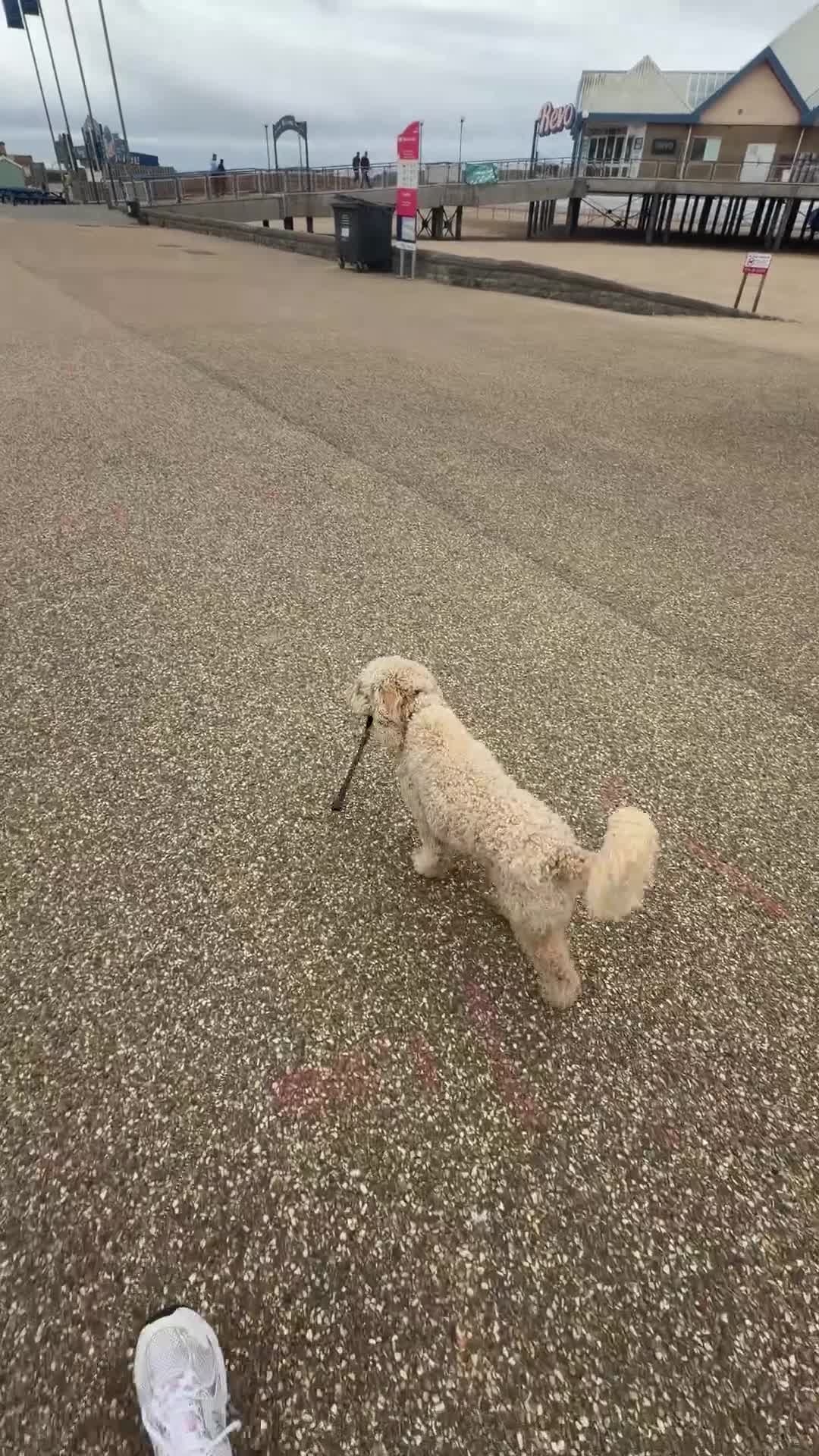 Cockapoo dogs for sale: 20 month old cockapoo boy  - Video 1