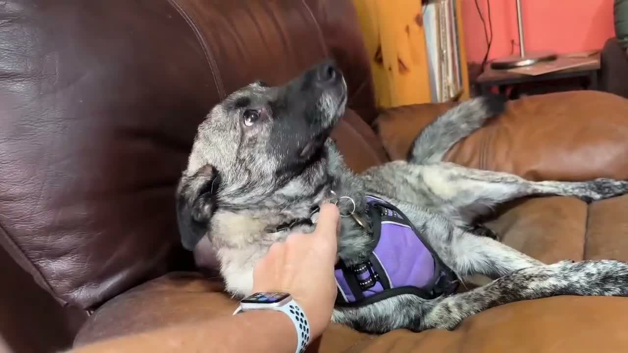 Mixed Breed dogs for adoption: Medium, F, loves people & dogs, great character! - Video 2