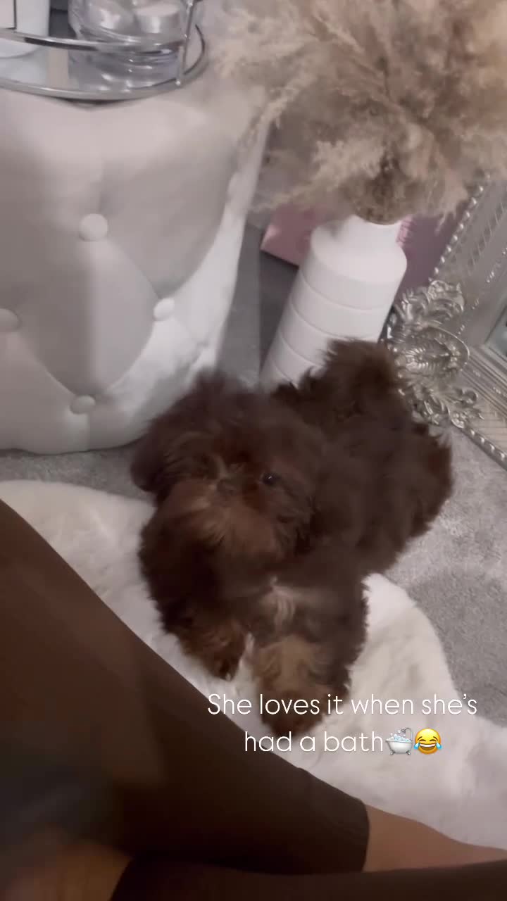 Shih Tzu dogs for sale: Chocolate imperial Shih Tzu - Video 3