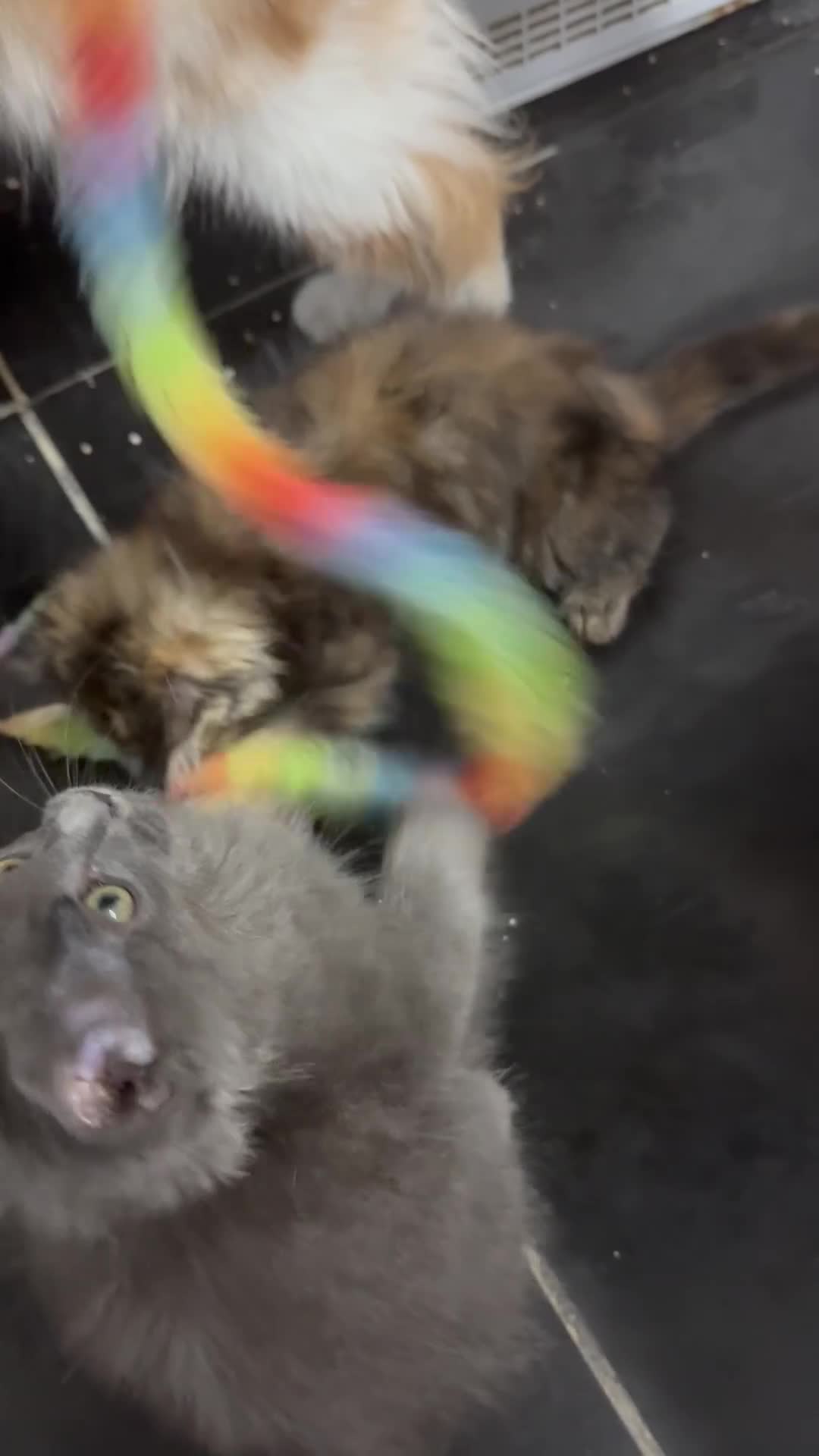 Ragdoll cats for sale: Ragdoll cross Mainecoon kittens  - Video 1