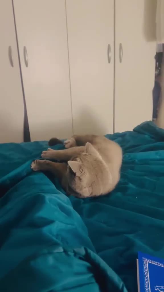 British Shorthair cats for sale: A pedigree British shorthair  in London - Video 2