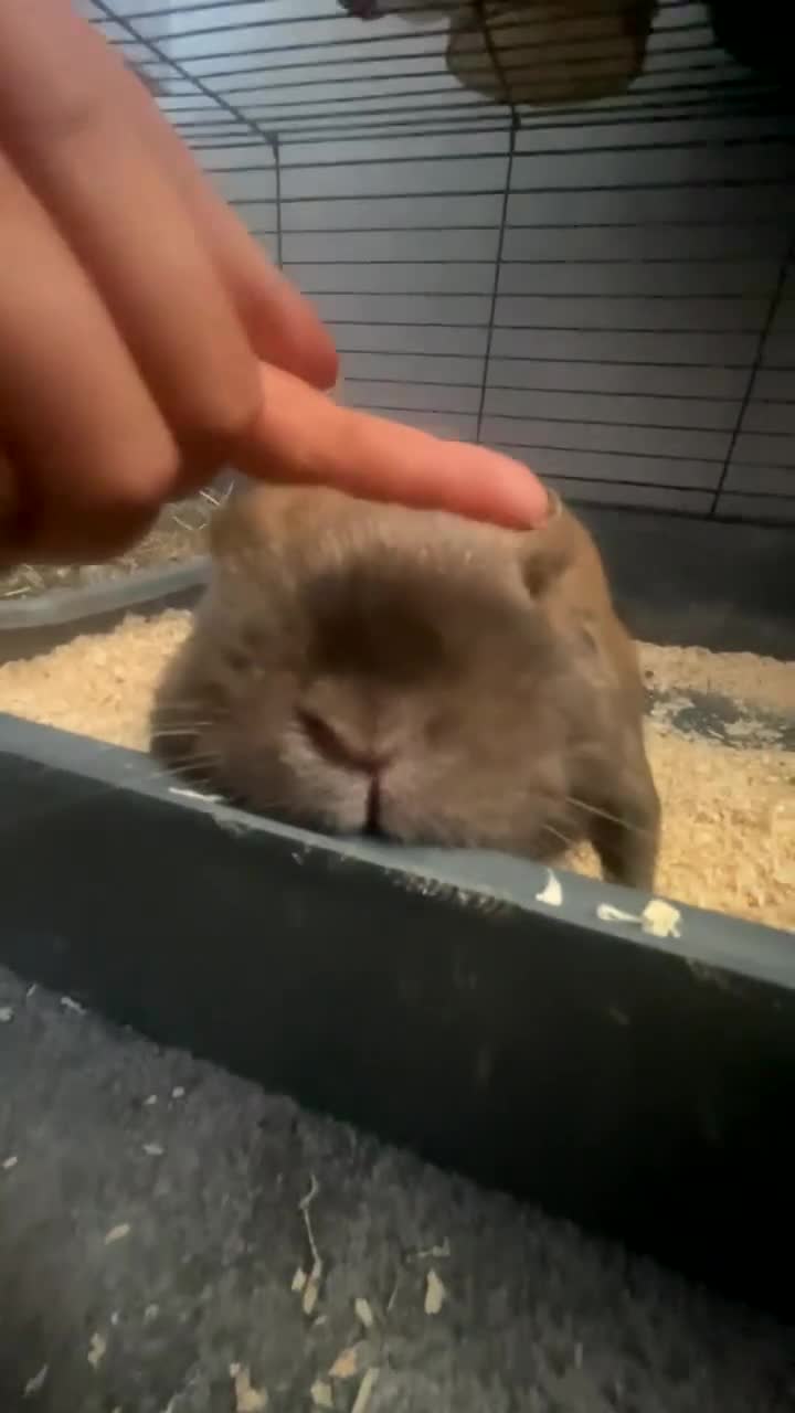 Mini Lop rabbits for sale: Mini lip male  - Video 1