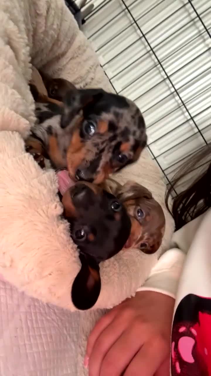 Miniature Dachshund dogs for sale: 4 Gorgeous Girls - Video 1