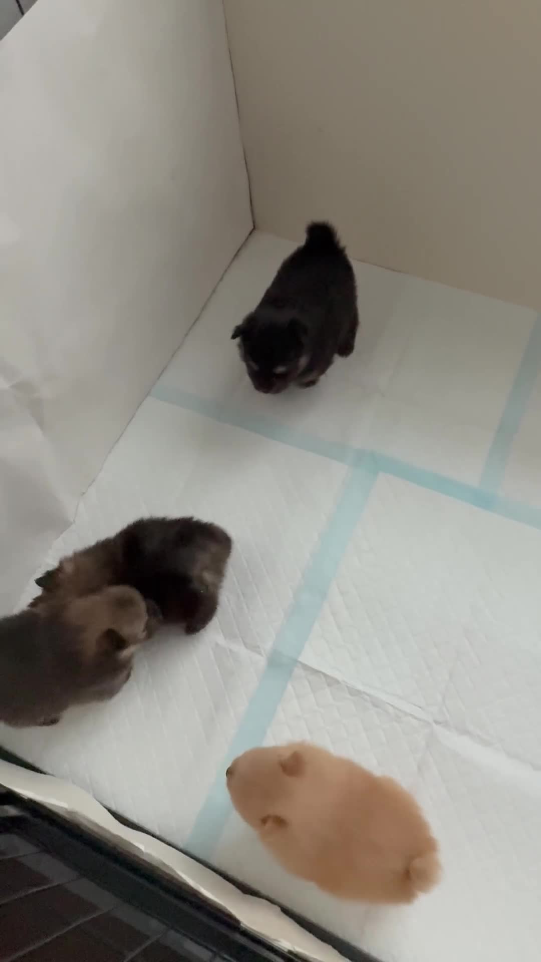 Pomeranian dogs for sale: Beautiful Pomeranian puppies - Video 2