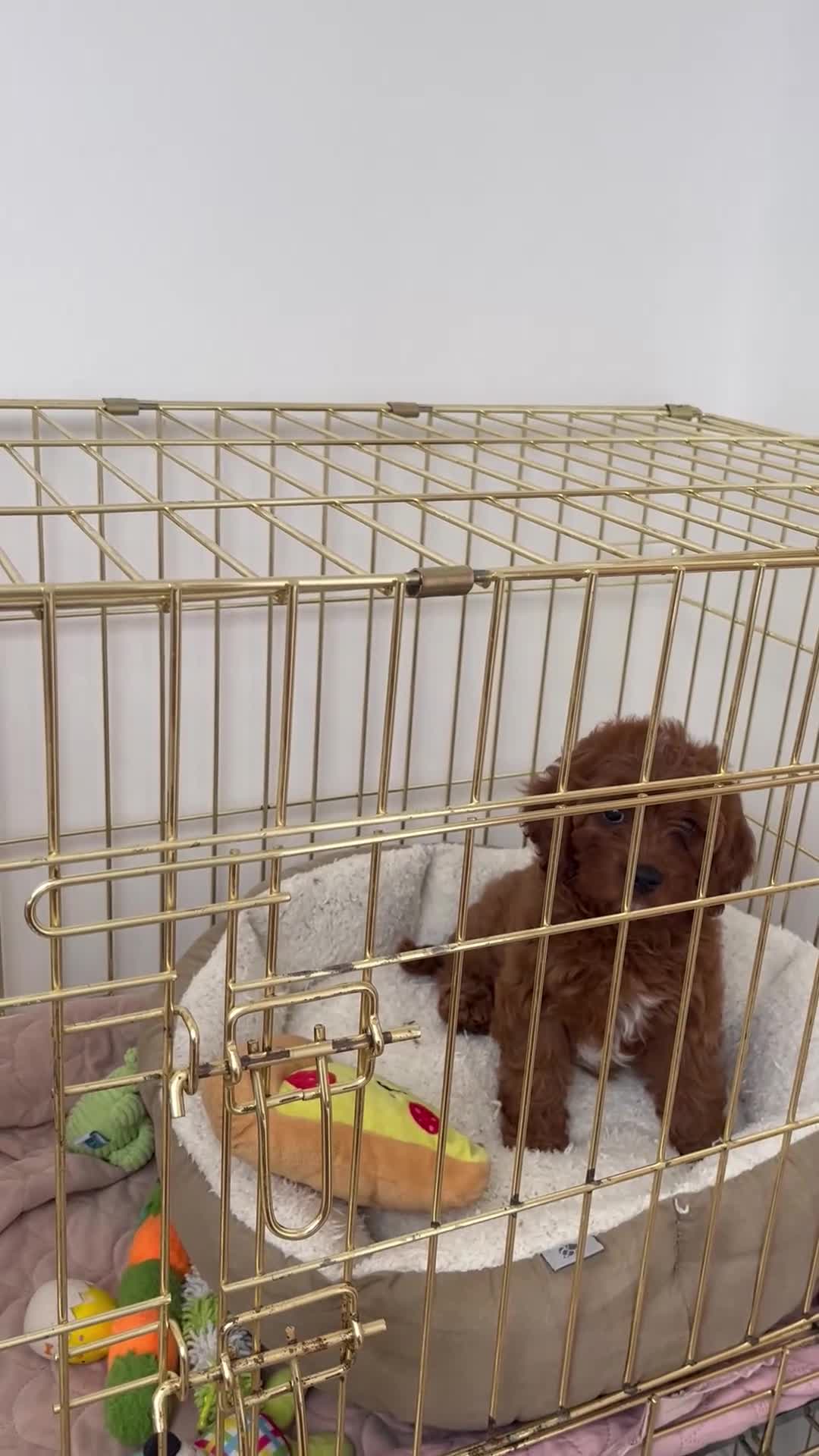 Cavapoo dogs for sale: Merlesque F1 10 week old trained puppies - Video 1