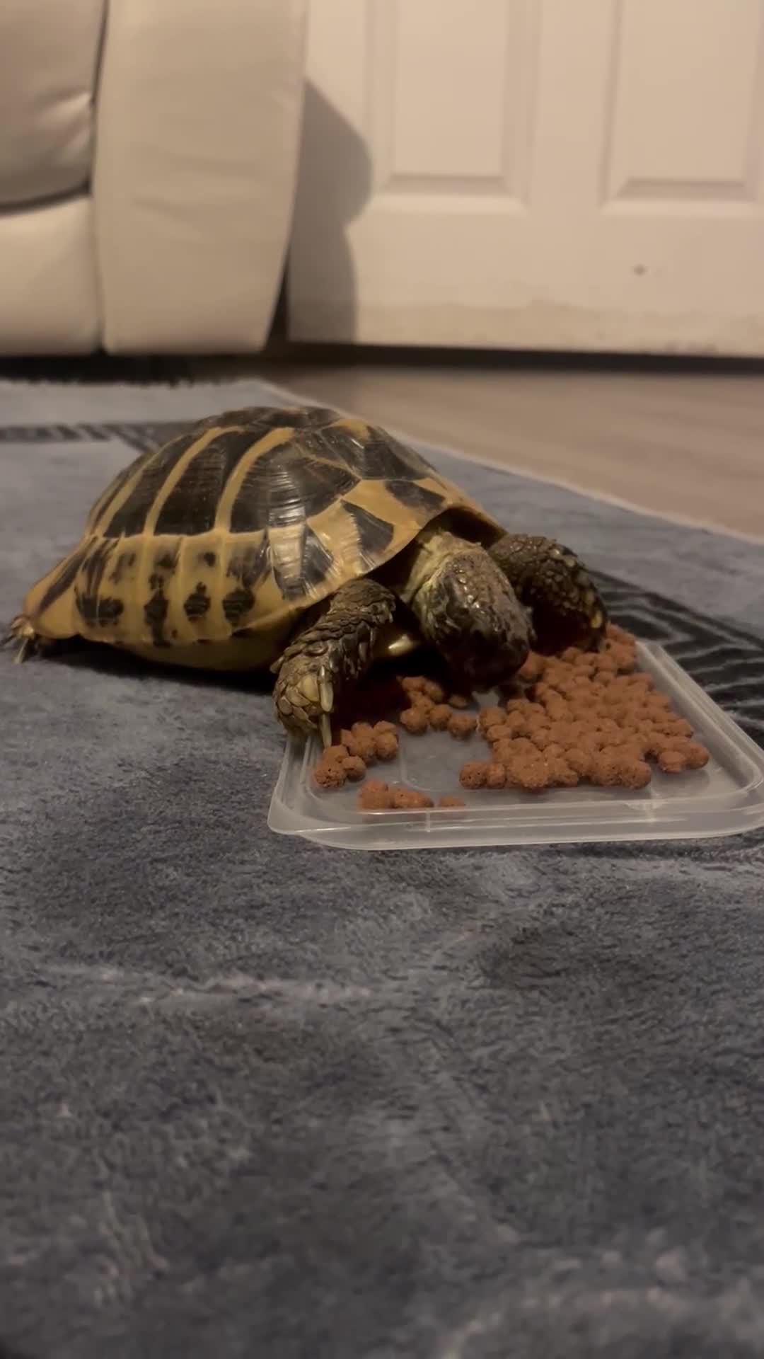 Tortoise reptiles for sale: Horsefield tortoise - Video 1