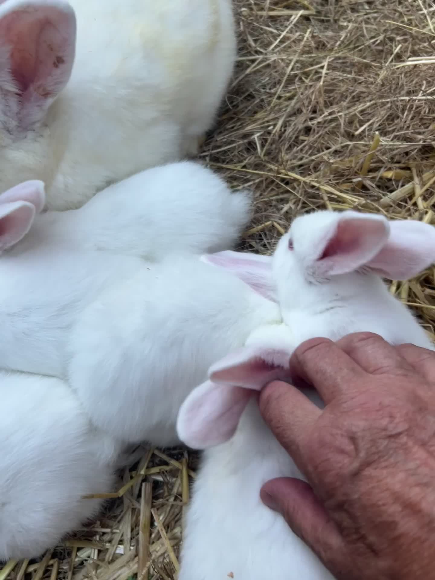 New Zealand rabbits for sale: New zealand white Baby rabbits 5weeksold  for sale - Video 3