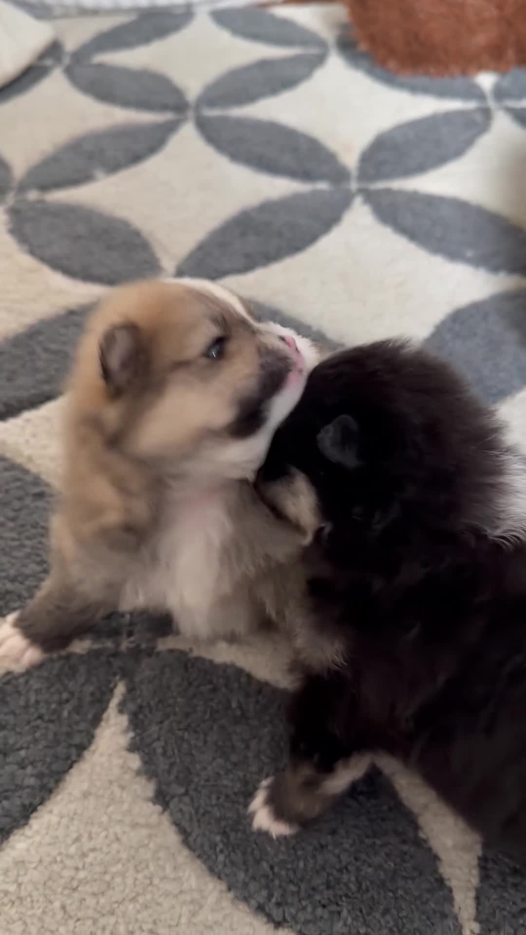 Pomeranian dogs for sale: EXTRA SMALL POMERANIAN PUPPIES  - Video 2