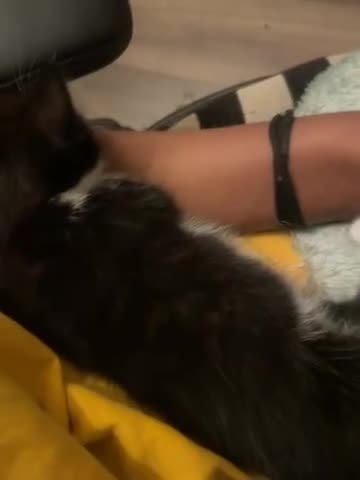 Mixed Breed cats for sale: Kittens for sale! - Video 3