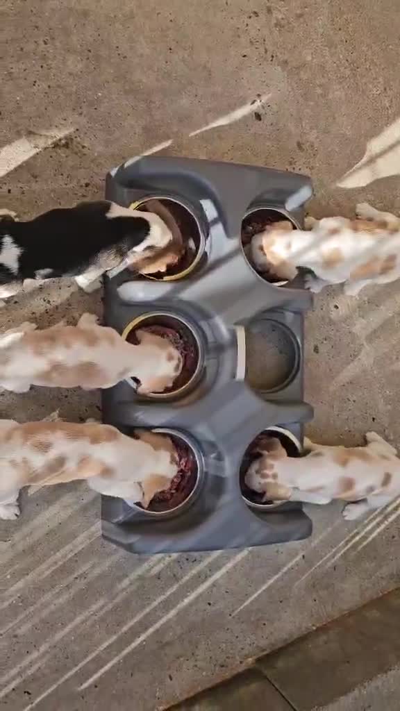 Beagle dogs for sale: Stunning KC Registered Beagle Pups- Ready 24.08.26 in Thirsk - Video 3