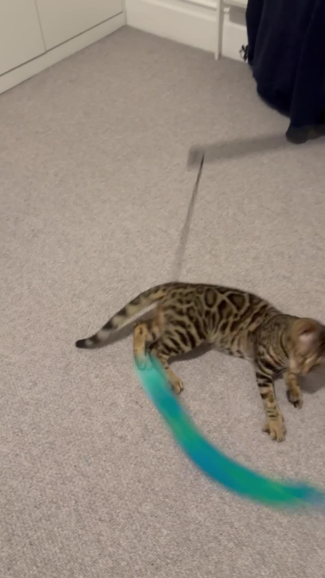 Bengal cats for sale: Pure Bengal cat for sale  in London - Video 2