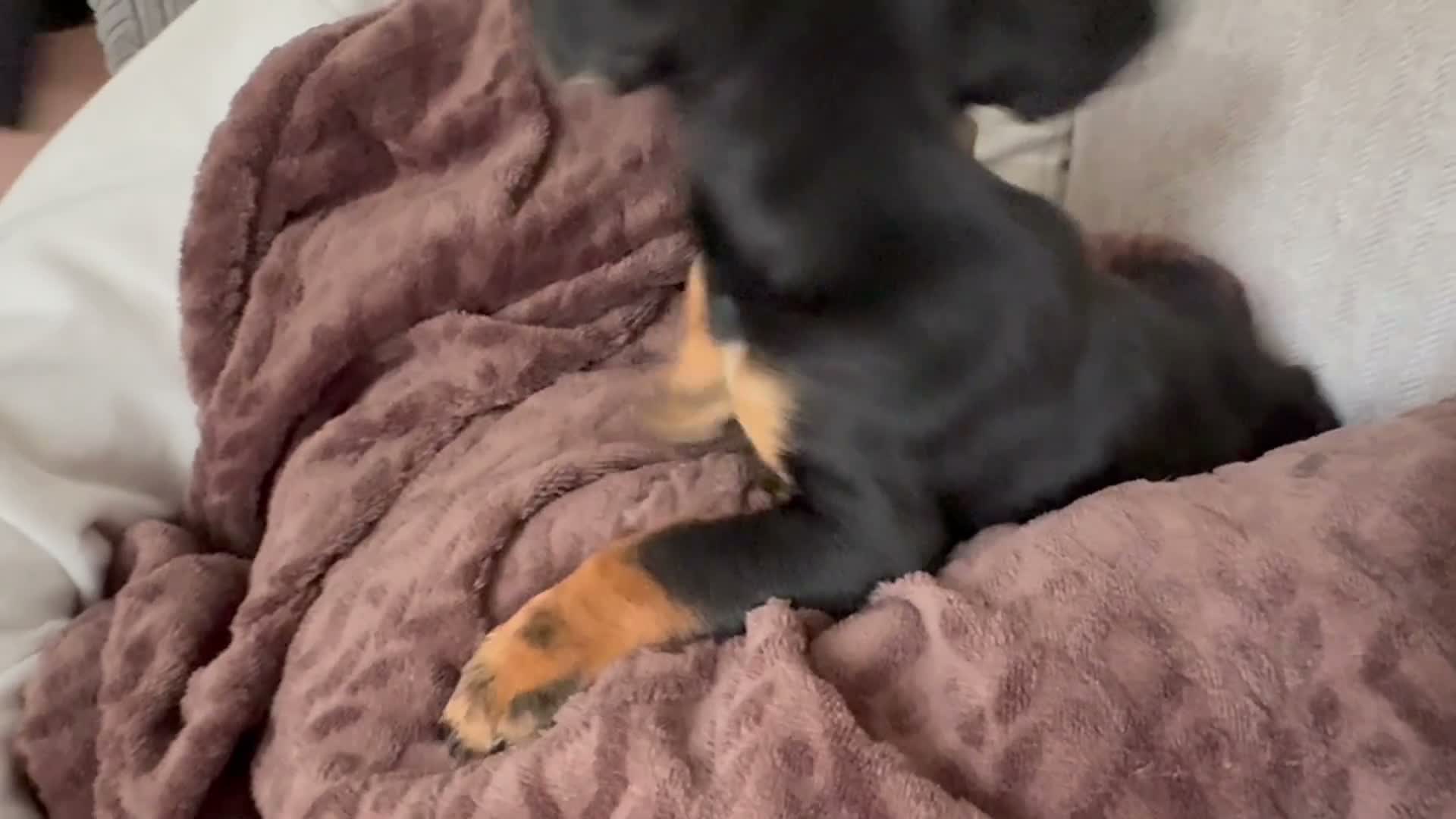 Miniature Dachshund dogs for sale: Very small miniature dachshund girl - Video 1