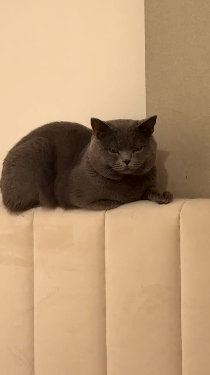 British Shorthair cats for sale: Male Cat for Sale - Video 5