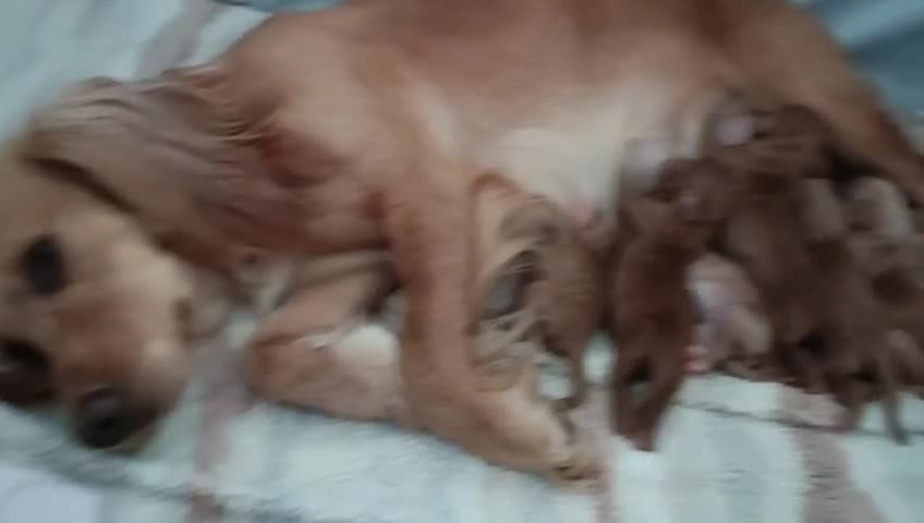 Cocker Spaniel dogs for sale: Beautiful Litter of Red & Golden cs puppies in Bristol - Video 1