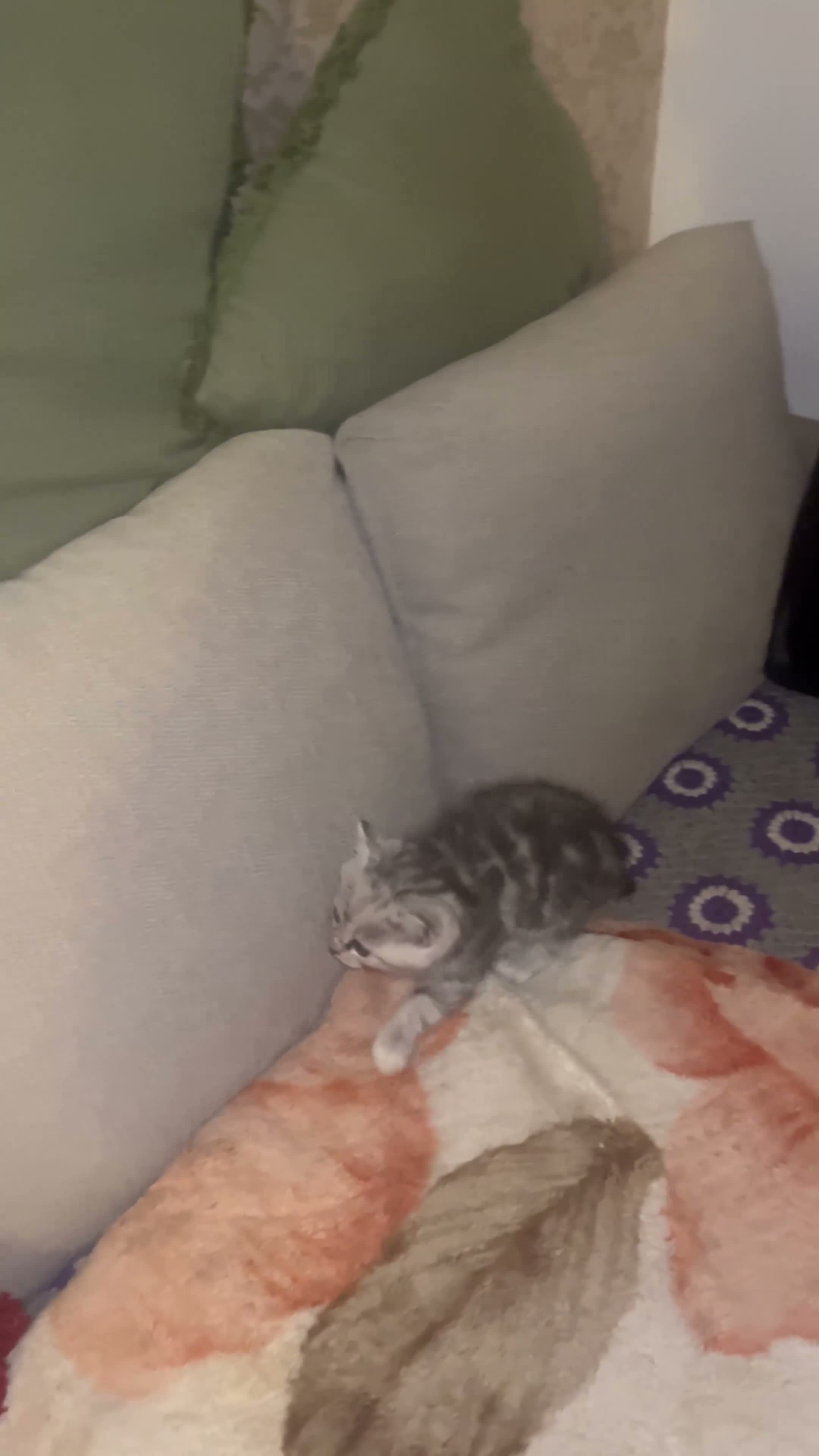 Persian cats for sale: Beautiful healthy Persian X Bengal kittens  - Video 2