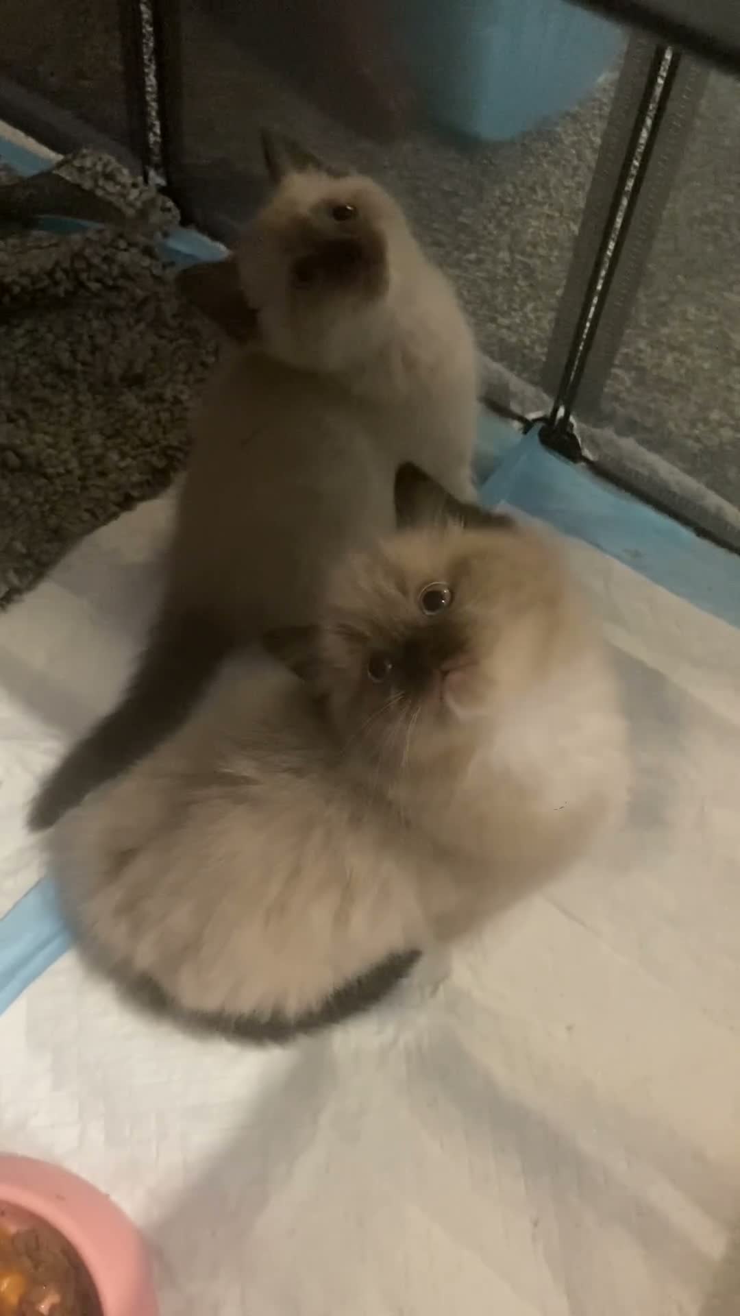 Mixed Breed cats for sale: Ragdoll and Thai kittens - Video 1