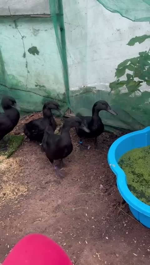 Ducks poultry for sale: Ducks for a good home in Exeter - Video 1