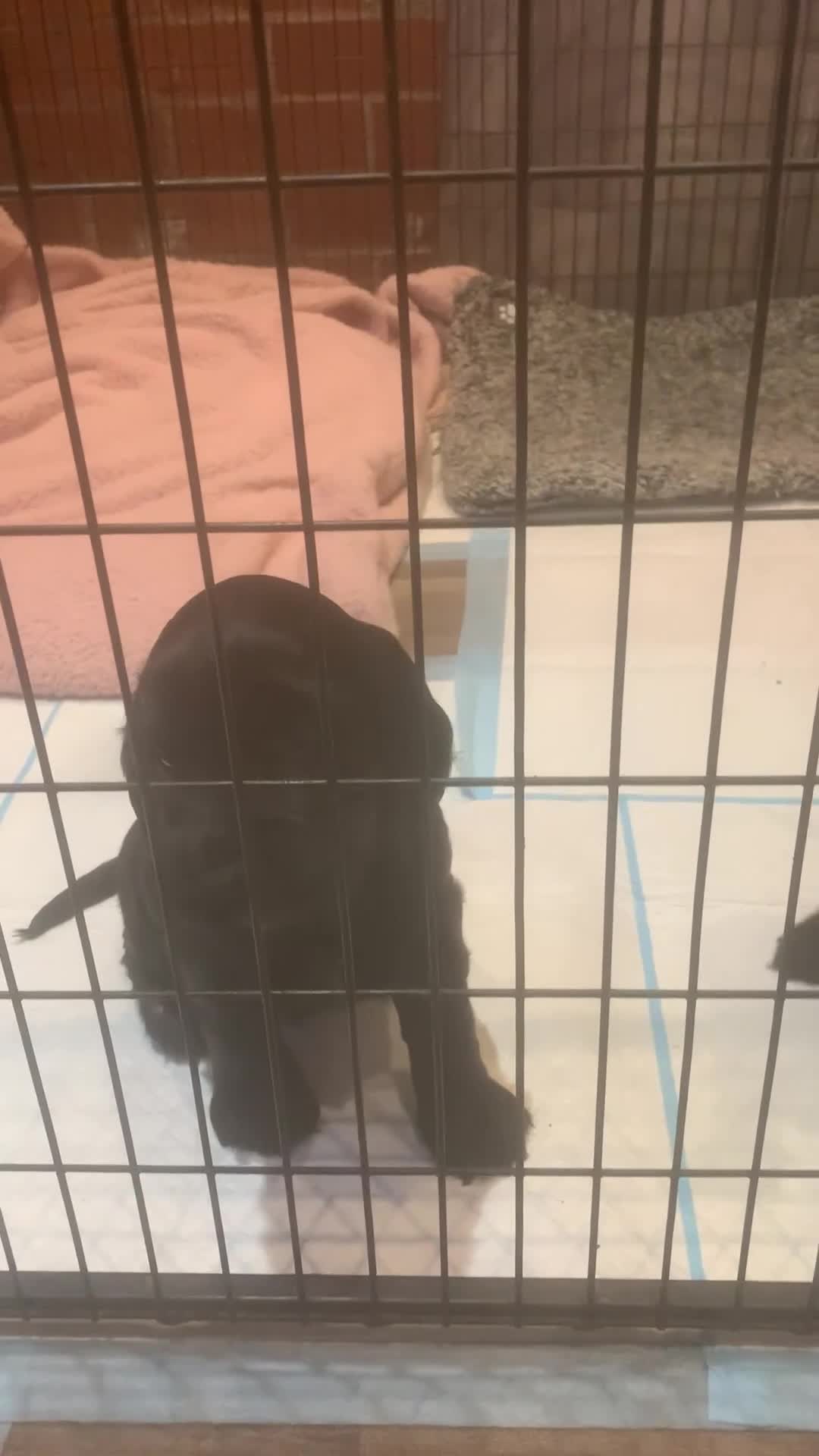 Cocker Spaniel dogs for sale: Cocker spaniel puppies  - Video 1