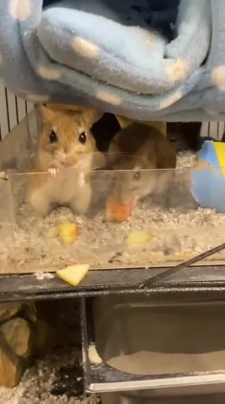 Gerbil rodents for sale: Persian Jirds - Video 1