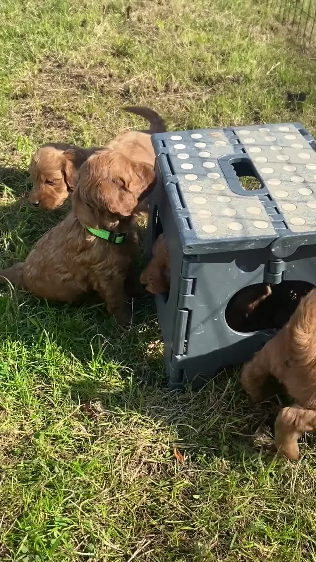Cockapoo dogs for sale: Fox Red Cockapoo Puppies - Video 2