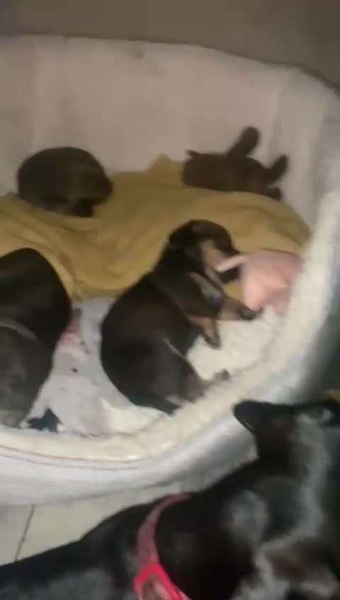 Mixed Breed dogs for sale: Beautiful chiweenies  - Video 1