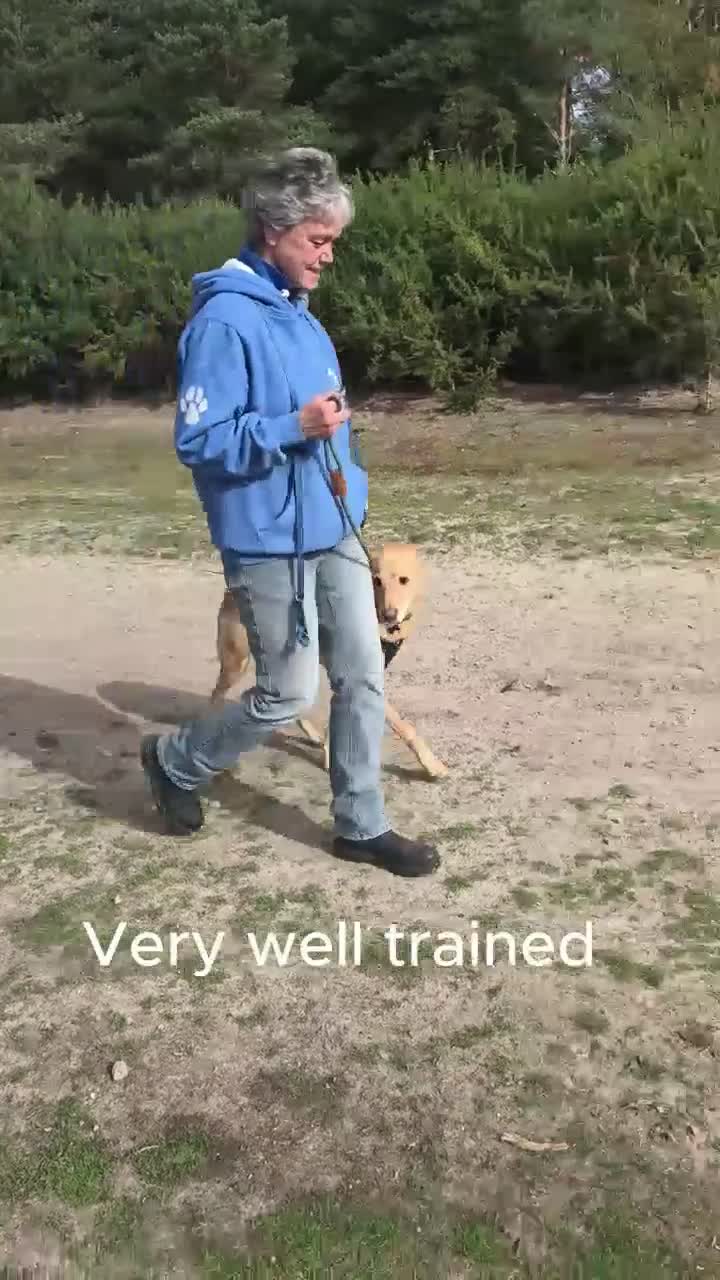 Mixed Breed dogs for adoption: Marvellous Moose - Video 1