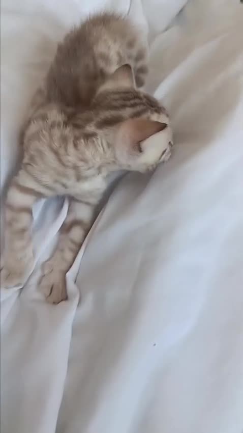 Bengal cats for sale: Pedigree Snow Bengal Kittens  - Video 1