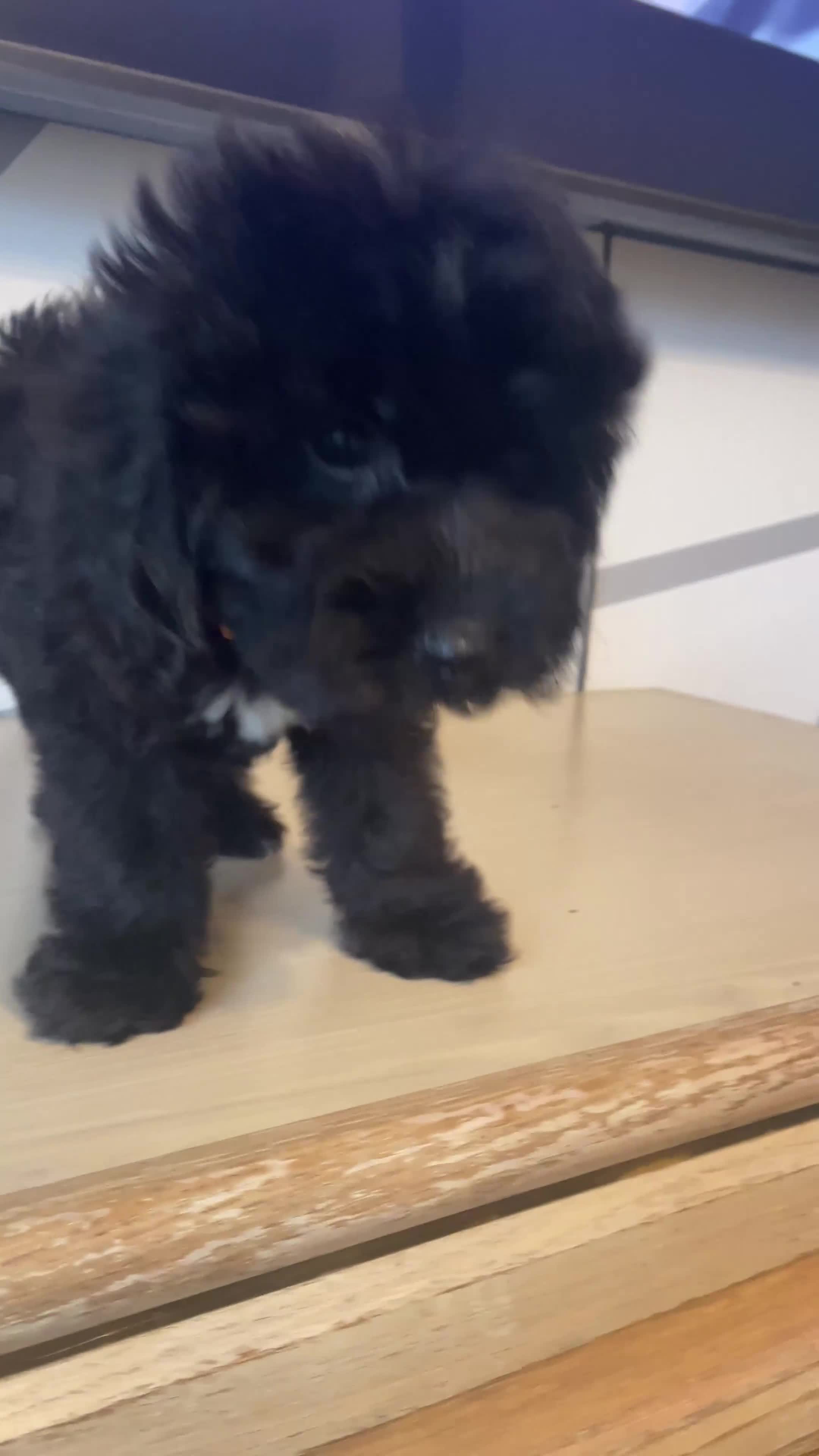Cockapoo dogs for sale: Cockapoo F2 beautiful puppies ready to go  - Video 1