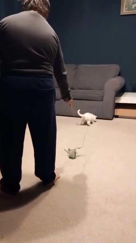 Maine Coon cats for sale: Maine coon kittens for sale - Video 4