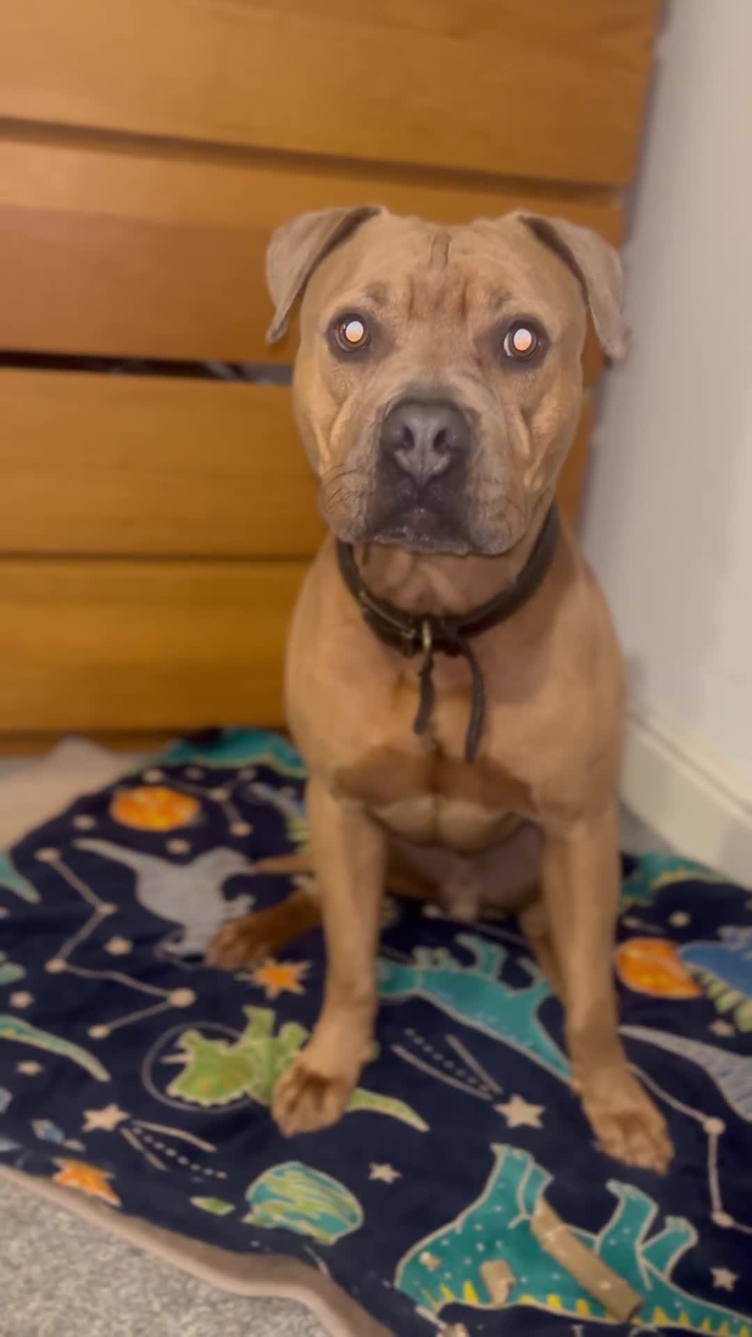 Mixed Breed dogs for sale: Mastiff x staff male  - Video 1