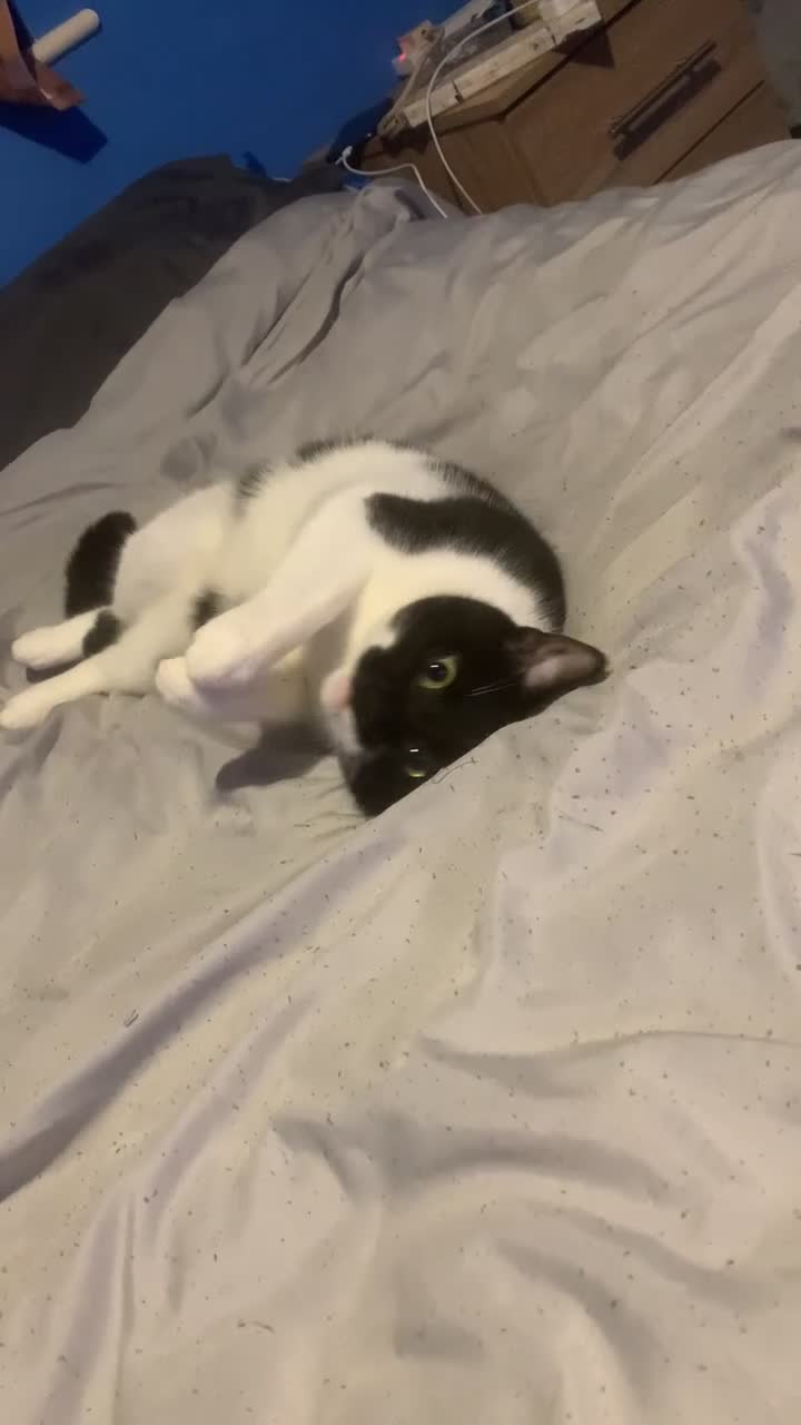 Mixed Breed cats for sale: Luna and Otis  in Flint - Video 1