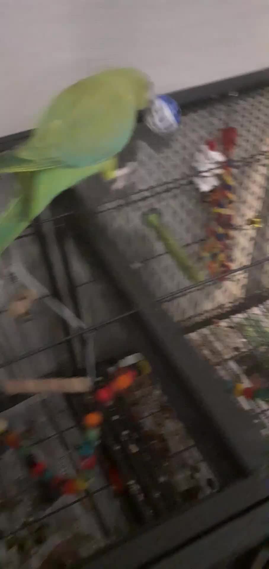 Ringnecks birds for sale:  Ringneck parrot with 2 of his toys and his cage  - Video 2